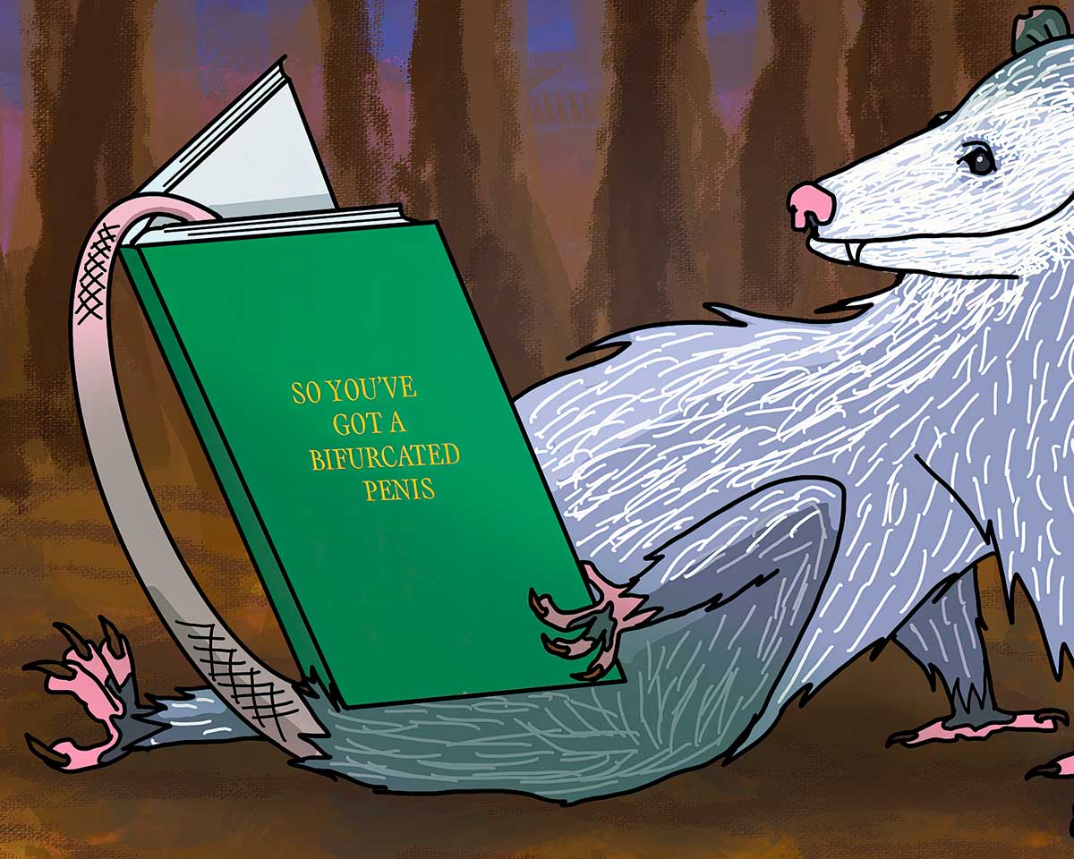 Opossum Reading a Book - Fine Art Print