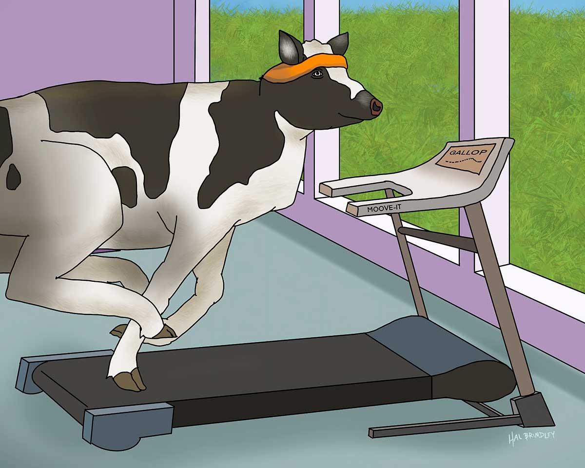 Cow Running on a Treadmill - Fine Art Print