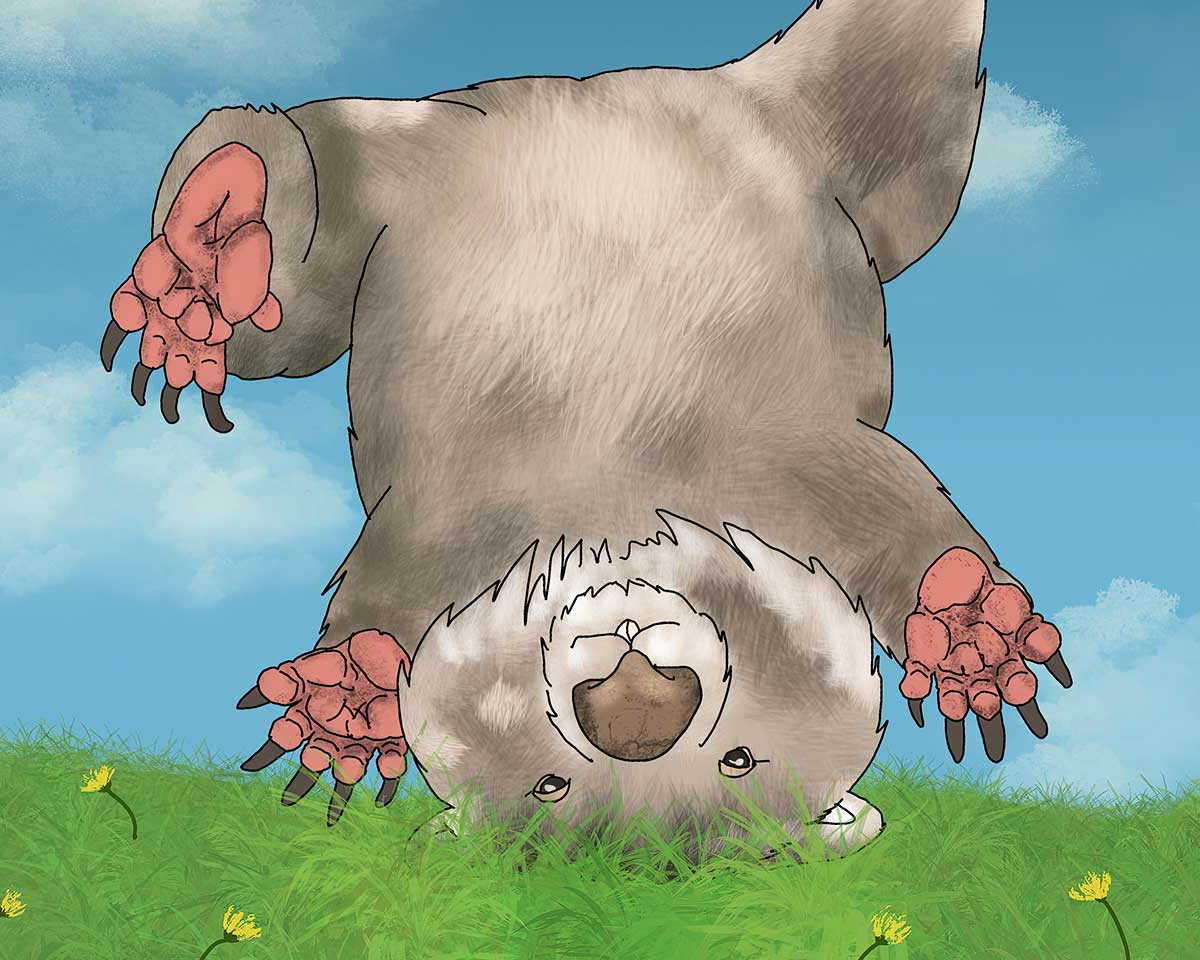 Wombat Cartwheel - Fine Art Print